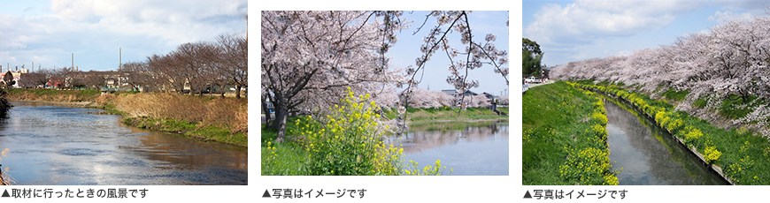 桜並木