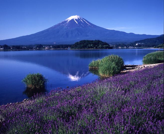 富士山を望む河口湖岬とラベンダー畑_23271-03