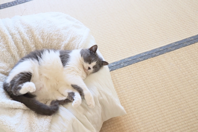 畳と猫