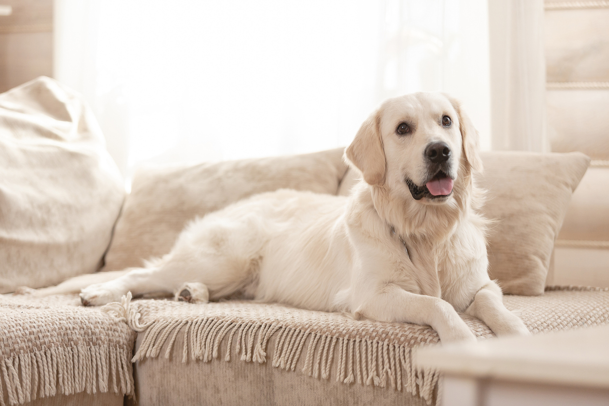 リビングでくつろぐラブラドール・レトリバー。愛らしいですね♡_Cute big white dog lies on a sofa in a cozy country house